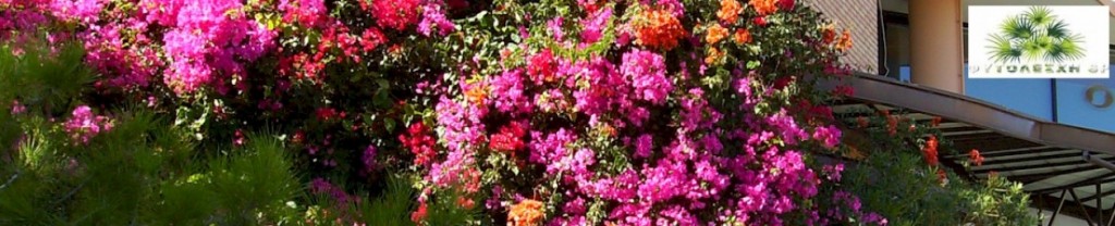 cropped-header1.jpg